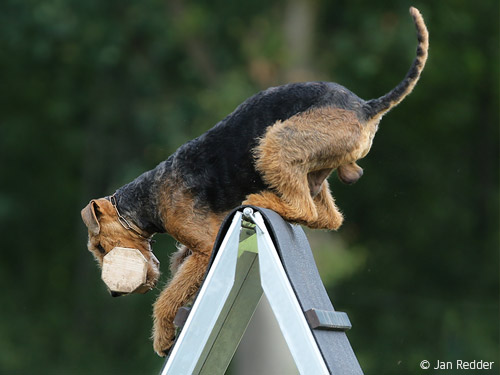 Airedale-apportiert Airedale-apportiert