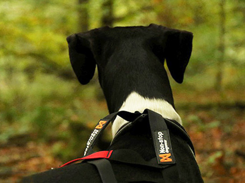 Nonstop-BlickGeradeaus Nonstop-BlickGeradeaus