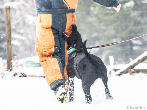 Mondioring-mit-Riesenschnauzer Mondioring-mit-Riesenschnauzer