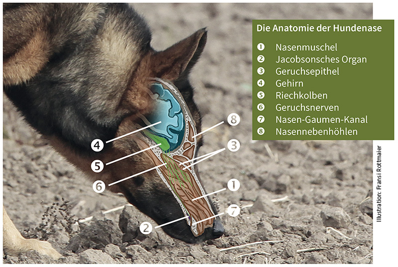 Anatomie der Hundenase