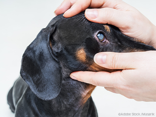 Hunde sehen schlechter