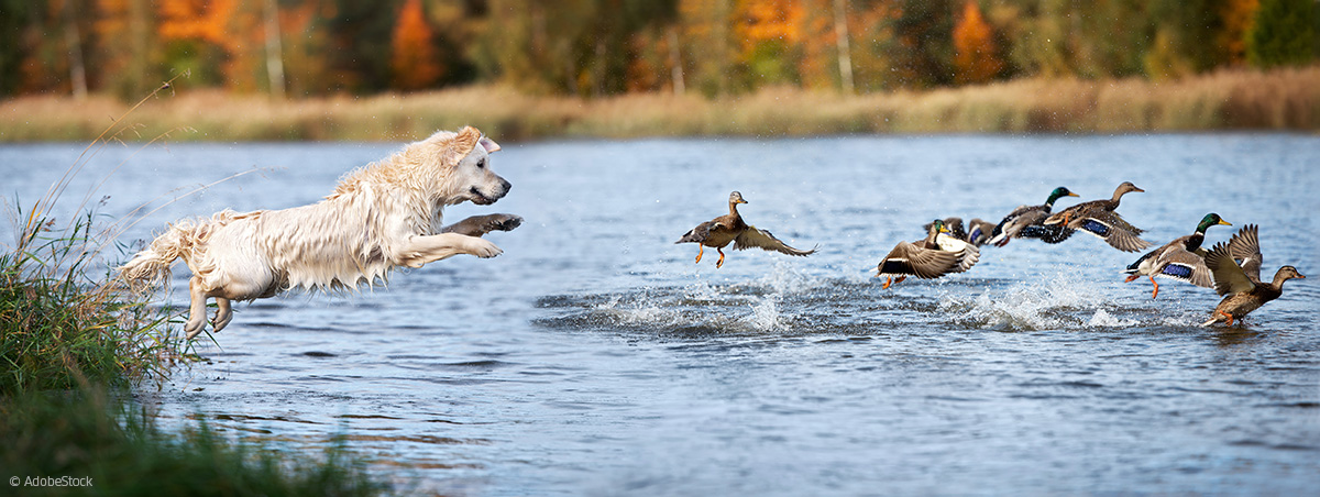 Hund jagd Enten im Wasser