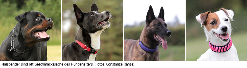 Halsbänder sind oft Geschmacksache