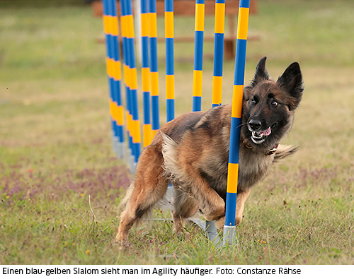 Agility-Slalom blau-gelb