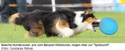 Border Collie jagd Frisbee