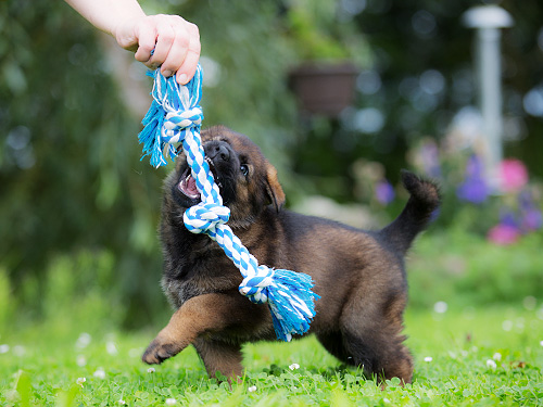 Welpe-spielt-mit-Mensch Welpe-spielt-mit-Mensch