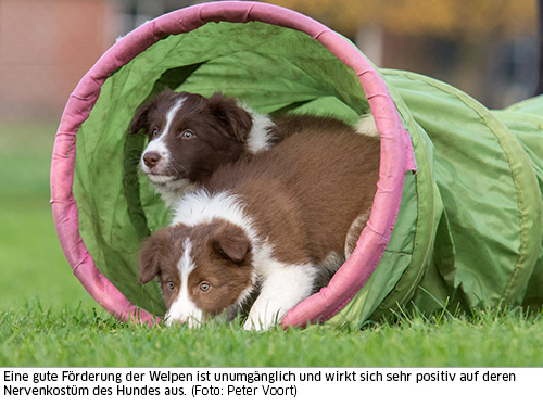 Welpen im Agilitytunnel