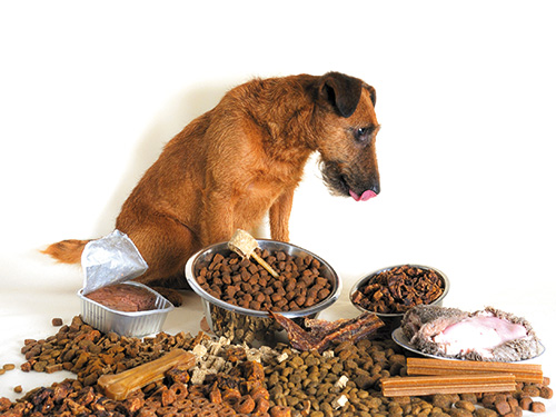 Hund sitzt im Futterhaufen