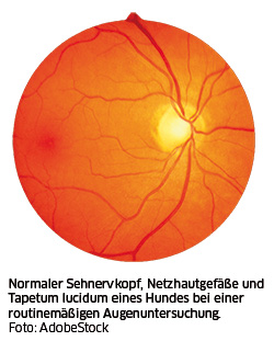 normaler Sehnervkopf
