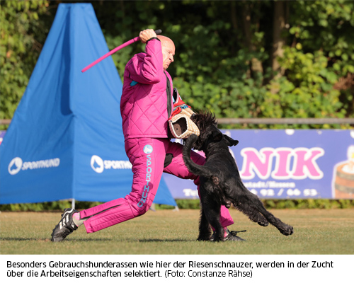 Besonders Gebrauchshunderassen