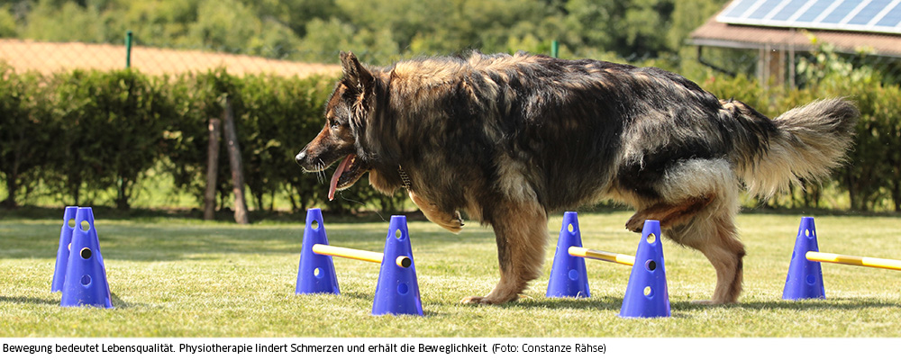 Physiotherapie, wie Cavalettitraining, verbessert die Beweglichkeit