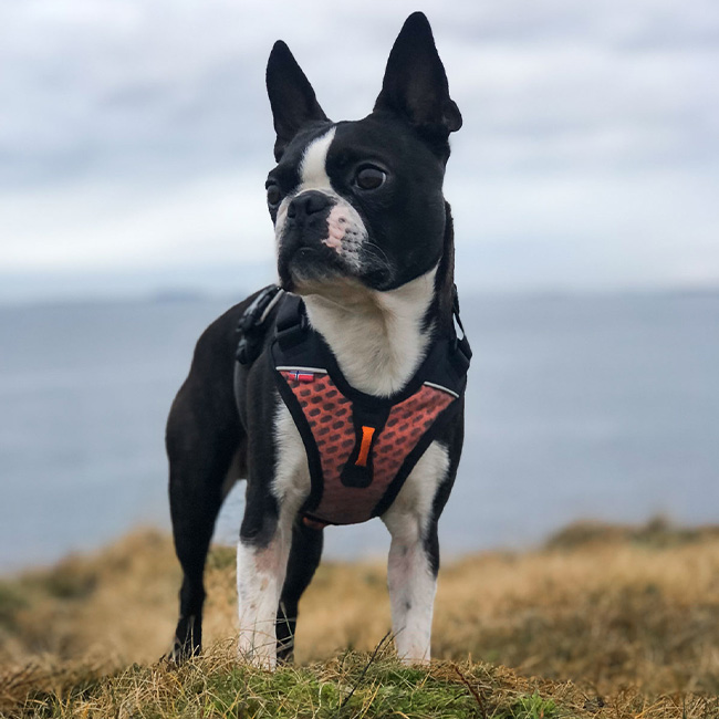 Non-Stop dogwear Ultra Harness