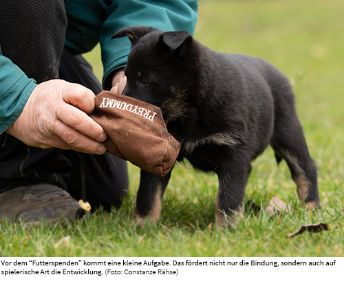 Welpe mit Futterdummy