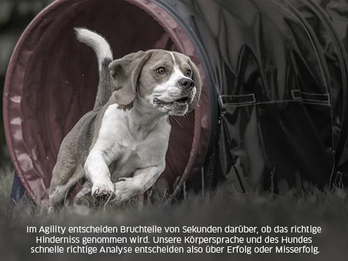 Mensch-trägt-Hund-auf-dem-Arm