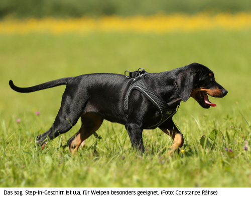 Sept-in-Geschirr Hunter Hilo