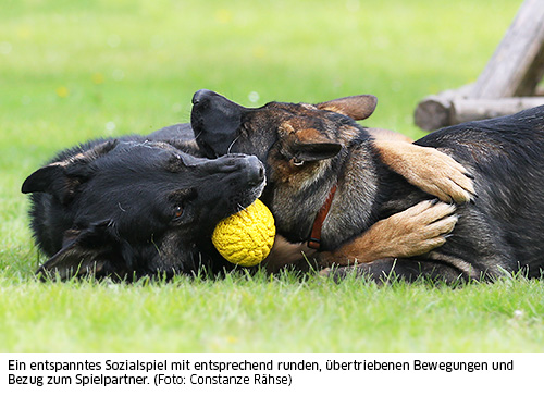 Hunde spielen miteinander