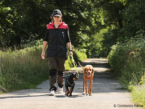 Mehrhundehaltung Mehrhundehaltung