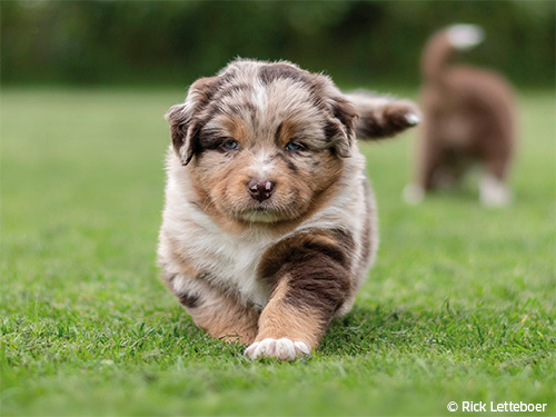Aussie-Welpe Aussie-Welpe
