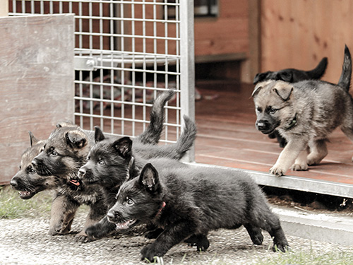 die-Rasselbande die-Rasselbande