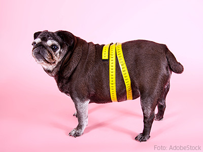 Hund ohne Taille