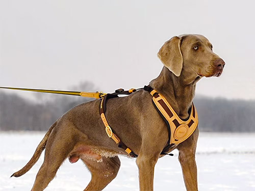 Mantrailing Equipment