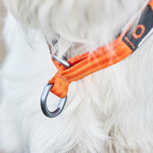 Non-Stop dogwear Cruise Collar Orange