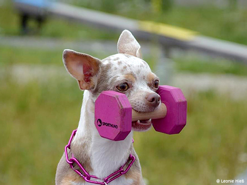 Chihuahua-Apportel Chihuahua-Apportel