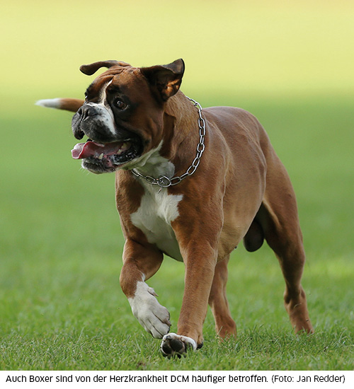 Boxer im Hundesport