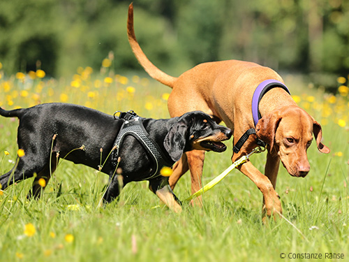 Halsband-oder-Geschirr Halsband-oder-Geschirr