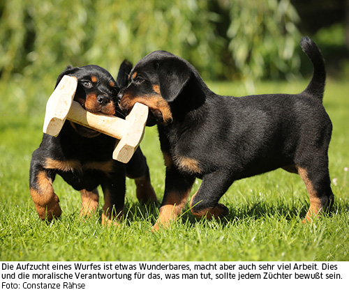 Rottweilerwelpen