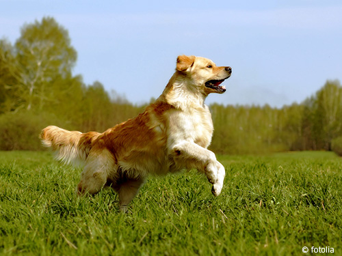Golden Retriever auf der Wiese