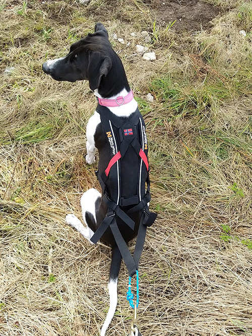 Freemotion Harness - Blick von oben