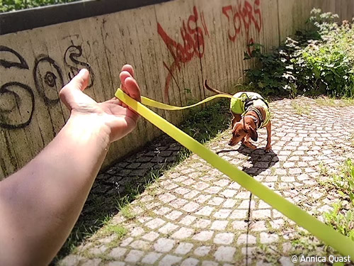 Mantrailing macht süchtig