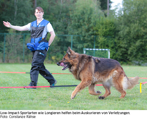 Longieren als Therapie