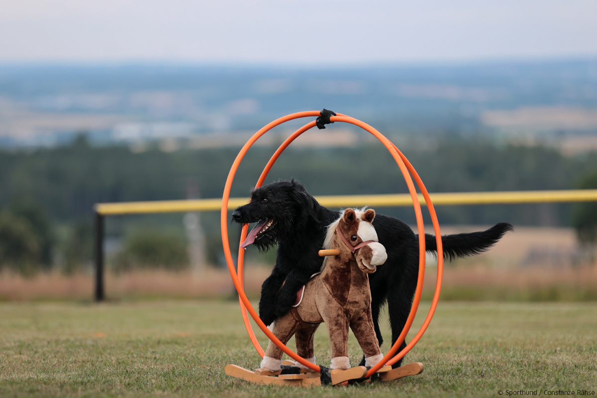 Riesenschnauzer beim Mondioring