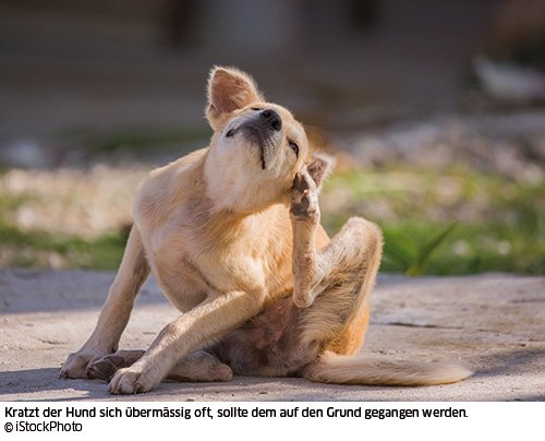 Hund kratzt sich