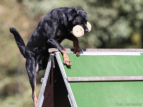 Rottweiler-apportiert-uber-die-Wand Rottweiler-apportiert-uber-die-Wand