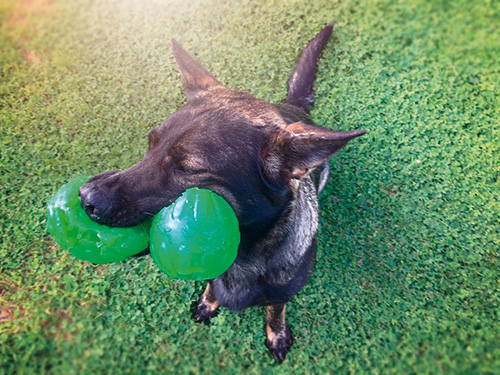 Hund-mit-zweimal-Ball Hund-mit-zweimal-Ball