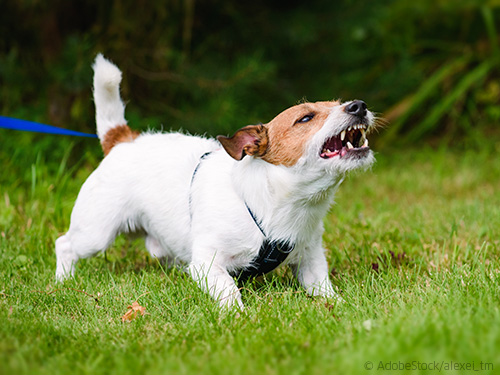 Terrier-mit-Leinenaggression Terrier-mit-Leinenaggression