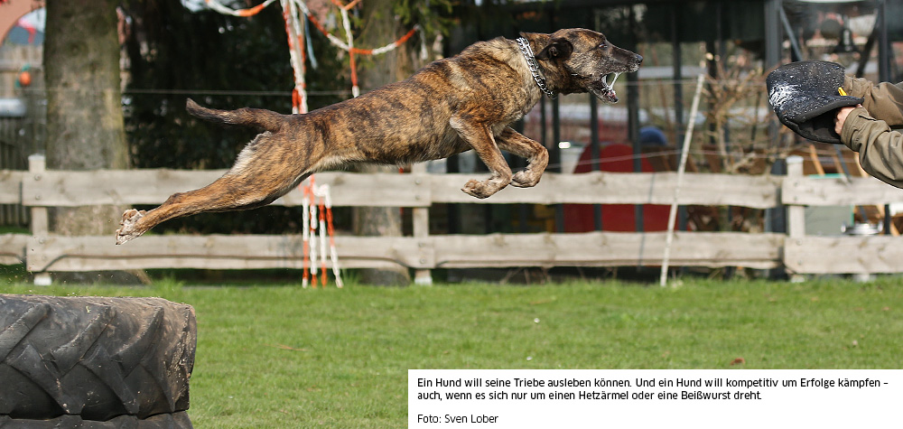 Herder fliegt in Beutekissen