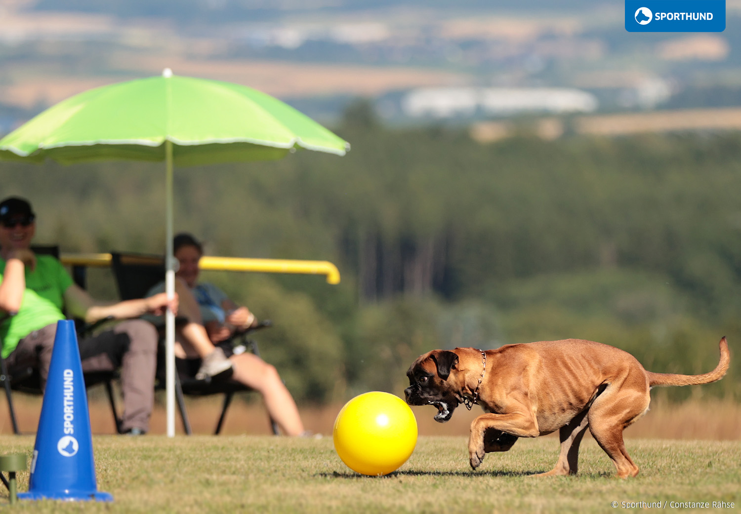 Praxistreff Treibball