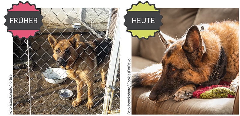 Hund im Zwinger und Hund auf dem Sofa
