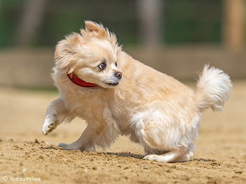 kleiner-Hund-hat-hat-Angst kleiner-Hund-hat-hat-Angst