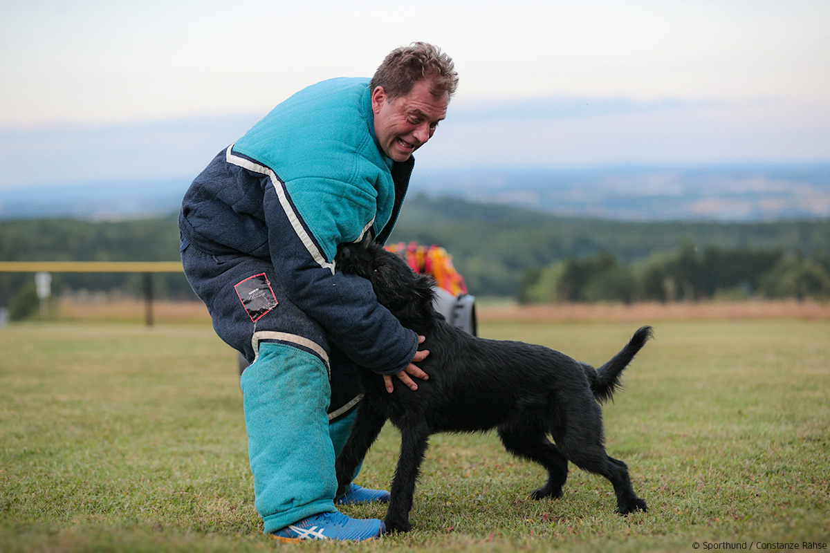 Riesenschnauzer und Helfer