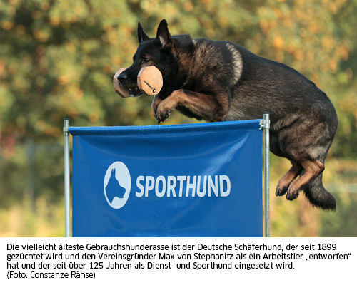 Hürdensprung DSH