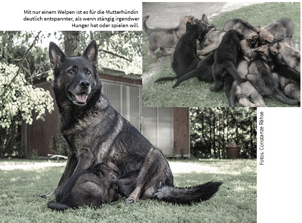 Stress für die Mutterhündin