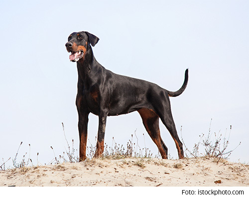 Dobermann apporterit