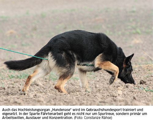 Faehrtensuche DSH