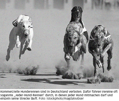 Windhunderennen