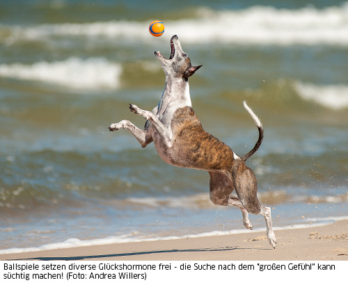 Hund jagd seinen Ball